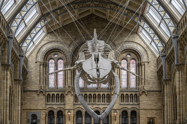 Blue whale skeleton