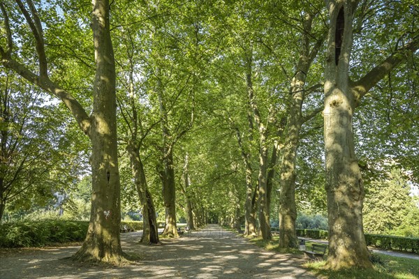 Plane Tree Avenue