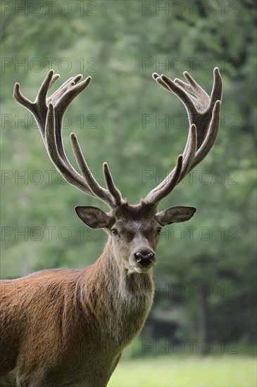 Red deer