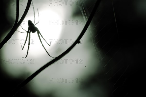 Spider in a spider web