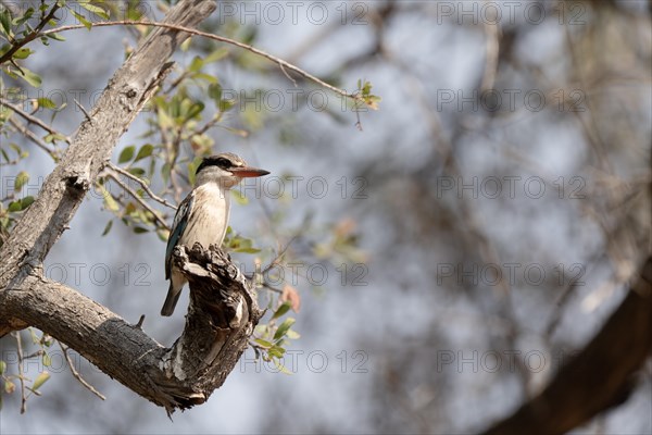 Striped kingfisher