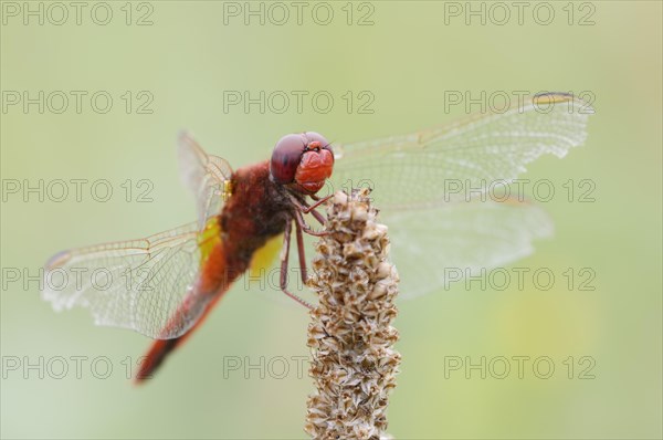 Scarlet dragonfly