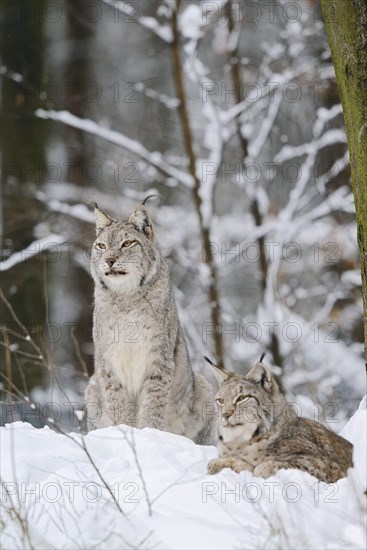 Eurasian lynx