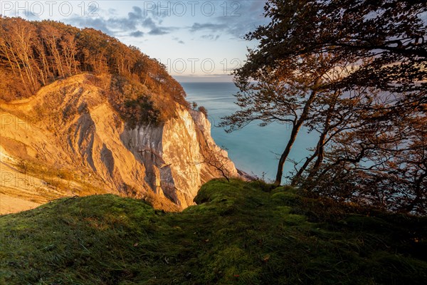 Morning sun shines on chalk cliff Moens Klint