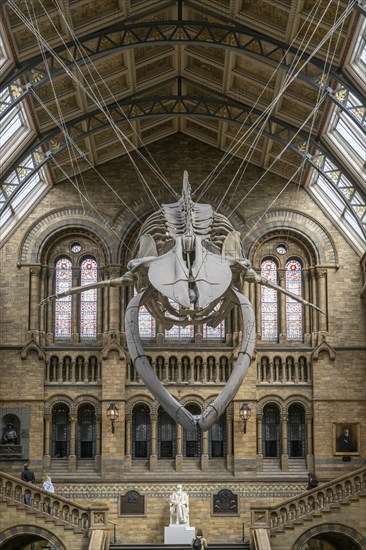 Blue whale skeleton