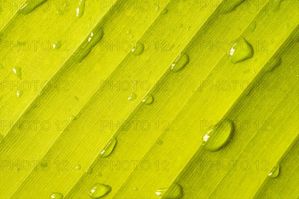 Close up green banana leaf