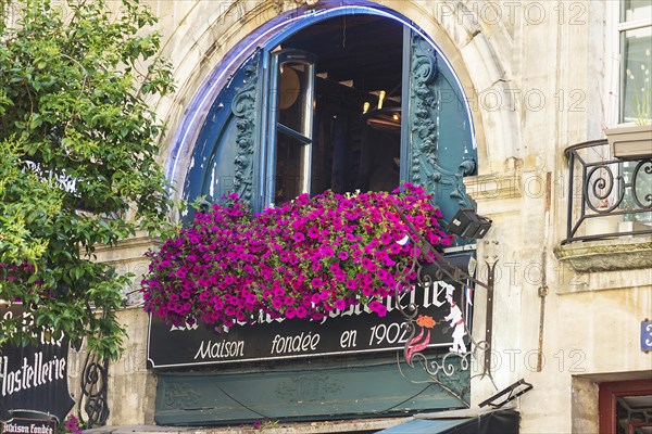 Flowers in front of a window