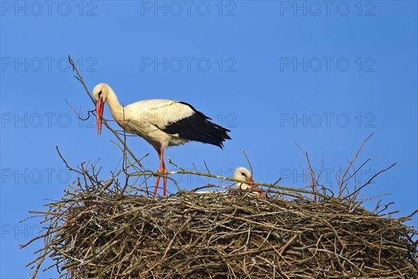 White storks