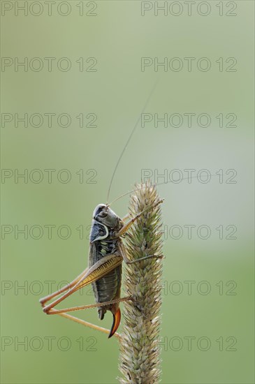 Roesel's bush-cricket