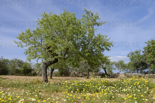 Almond tree