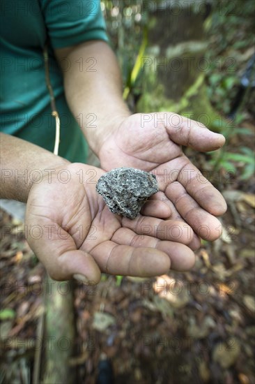 Men's hands showing natural wax in the Amazon rainforest