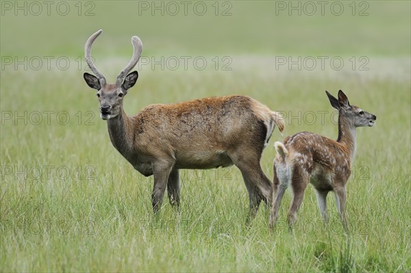 Red deer