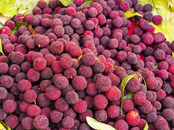 Myrica Rubra or Poplar Plum