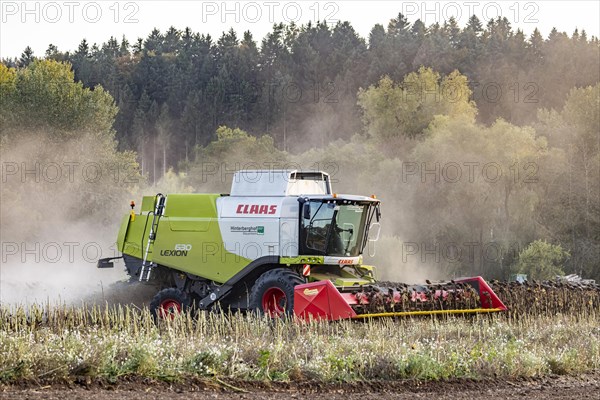 Harvesting sunflowers