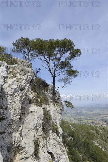 Aleppo pine