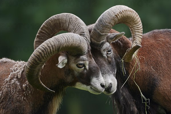 European mouflon