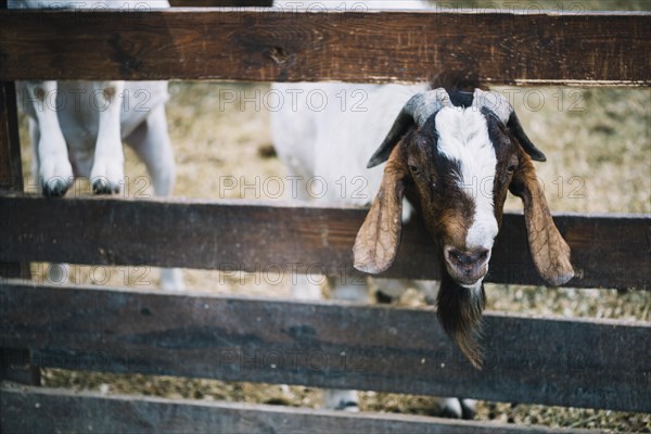 Close up goat peeks out from wooden fence farm