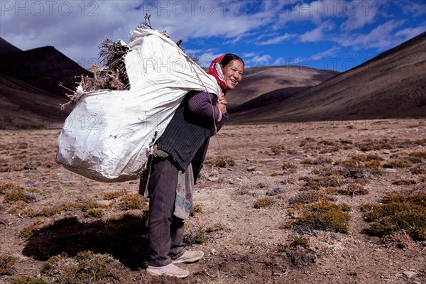 A Changpa nomad collects twigs and roots to be used to make fire