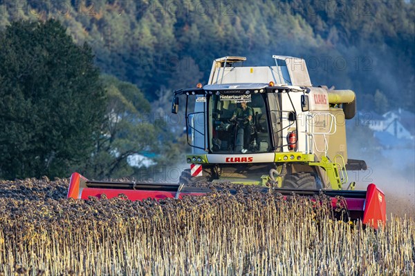 Harvesting sunflowers