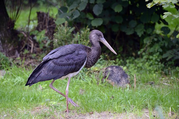 Black stork