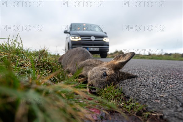 Carcass of a deer lying on a country road