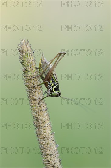 Roesel's bush-cricket