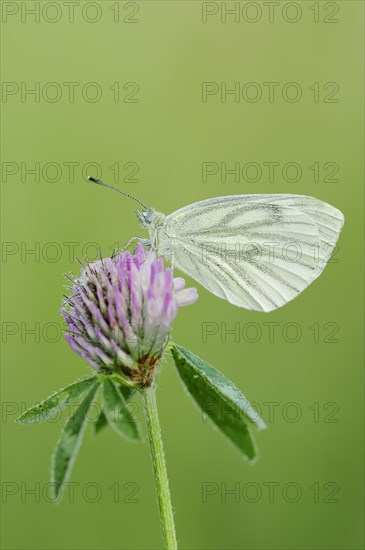 Green-veined white