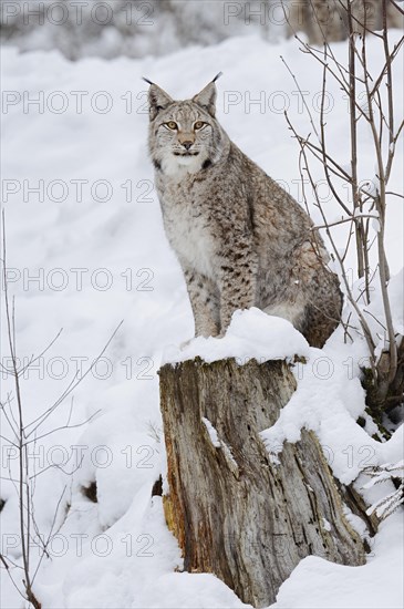 Eurasian lynx