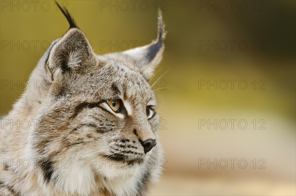 Eurasian lynx