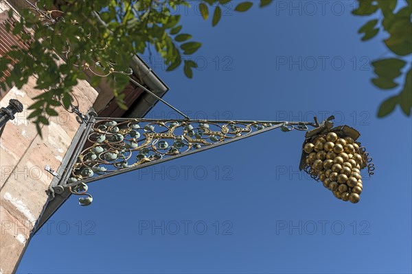 Nose plate of a grape of a wine bar