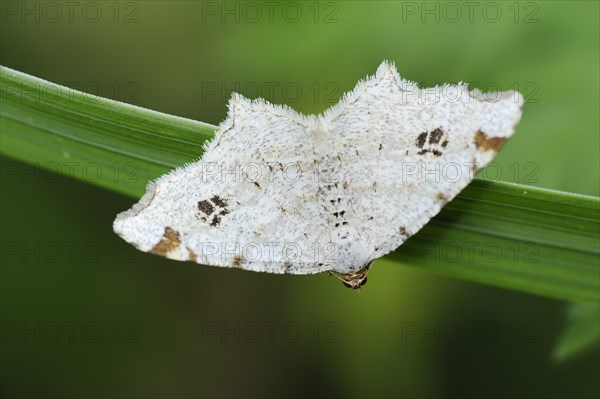 Peacock moth