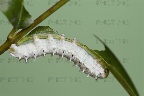 Ailanthus silkmoth