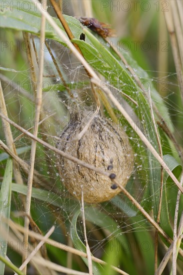 Wasp spider