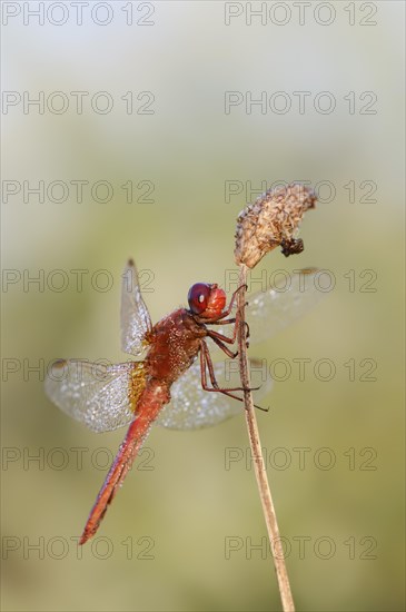 Scarlet dragonfly