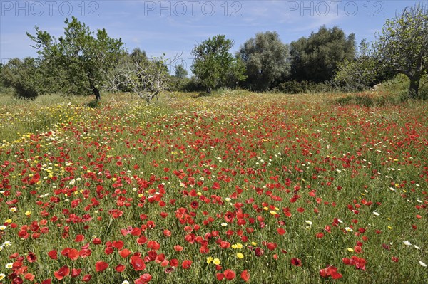 Flowering meadow with poppy flowers