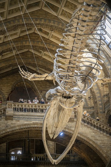 Blue whale skeleton