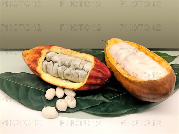 Cocoa beans in an opened cocoa pod