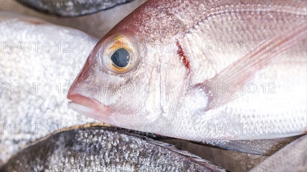 Close up frozen fish market