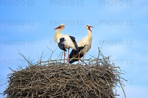 White storks