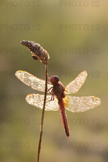 Scarlet dragonfly