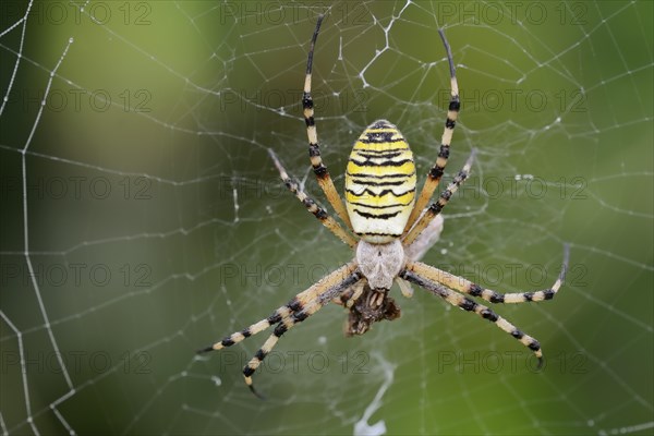 Wasp spider