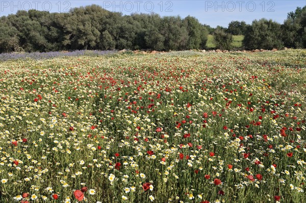 Flowering meadow with poppy flowers