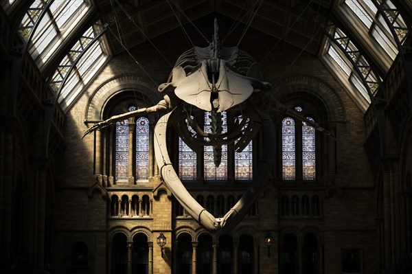 Blue whale skeleton