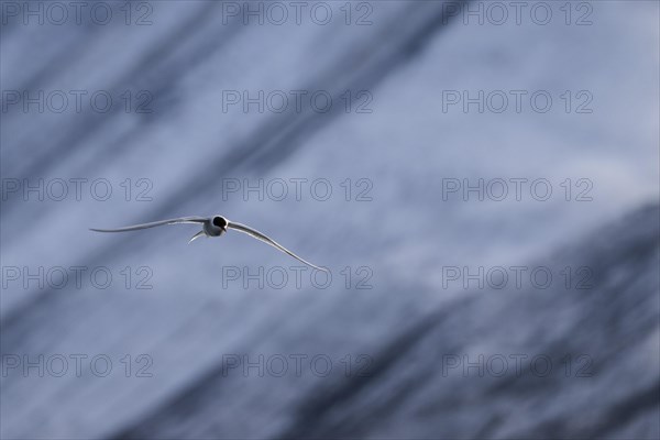 Arctic tern