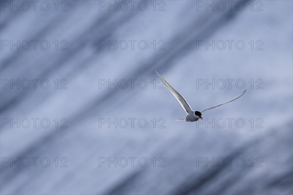 Arctic tern