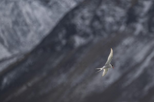 Arctic tern