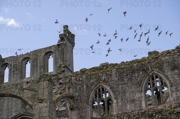 Melrose Abbey Ruin