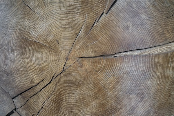 Cross-section through a tree trunk with annual rings