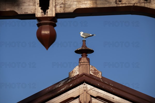 Seagull sitting on city bridge Gamle Bybro