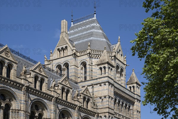 Natural History Museum or Museum of Natural History